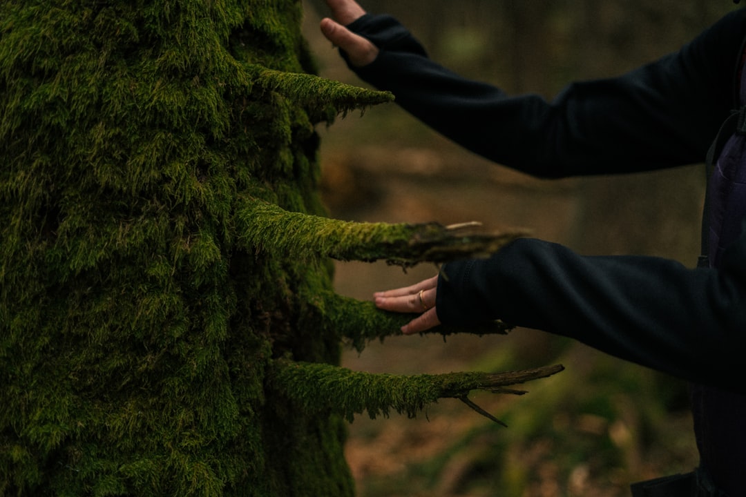 Close-up of a hand gently tapping the rough bark of an ancient tree in a misty, spiritual forest, symbolizing the ancestral tradition of knocking on wood for good fortune and to ward off bad luck.
