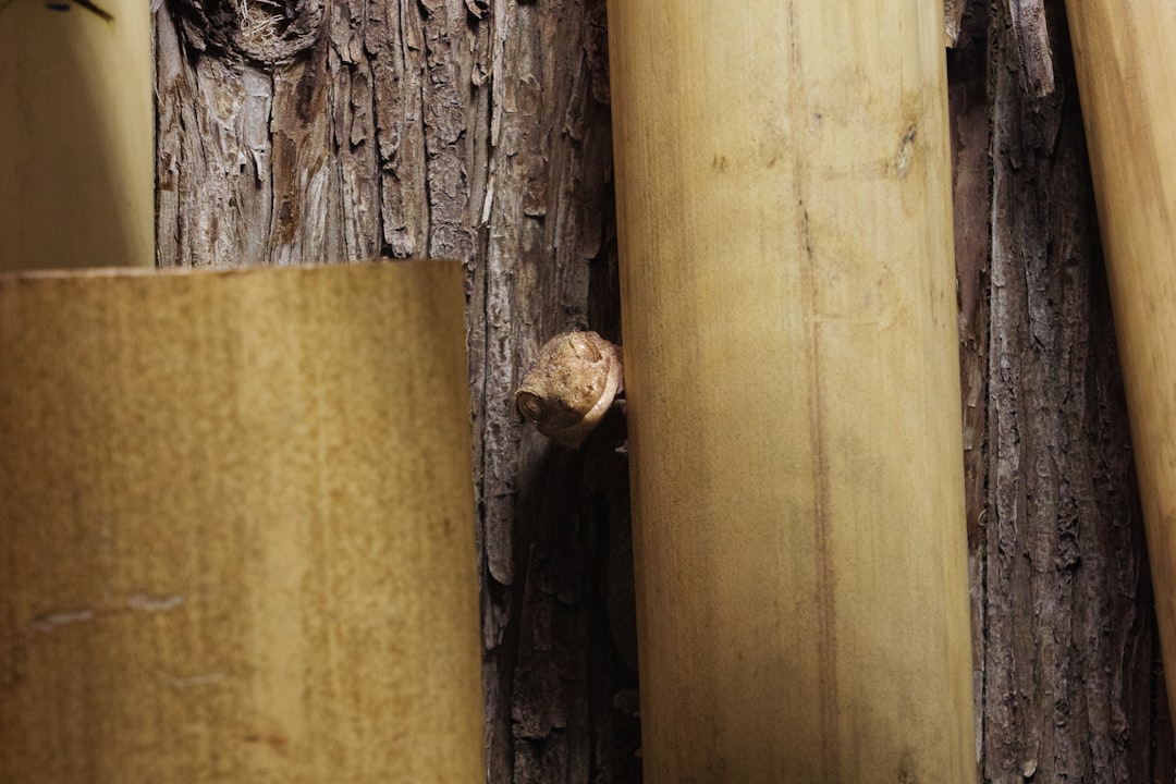 A hand gently tapping on a wooden surface, symbolizing the ancient superstition of knocking on wood for good luck or to ward off bad luck.