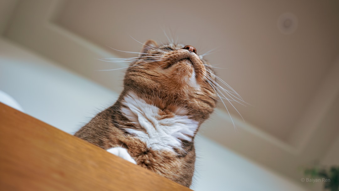 A cat displaying the Flehmen response, curling its upper lip to analyze scents in the wind with its vomeronasal organ.