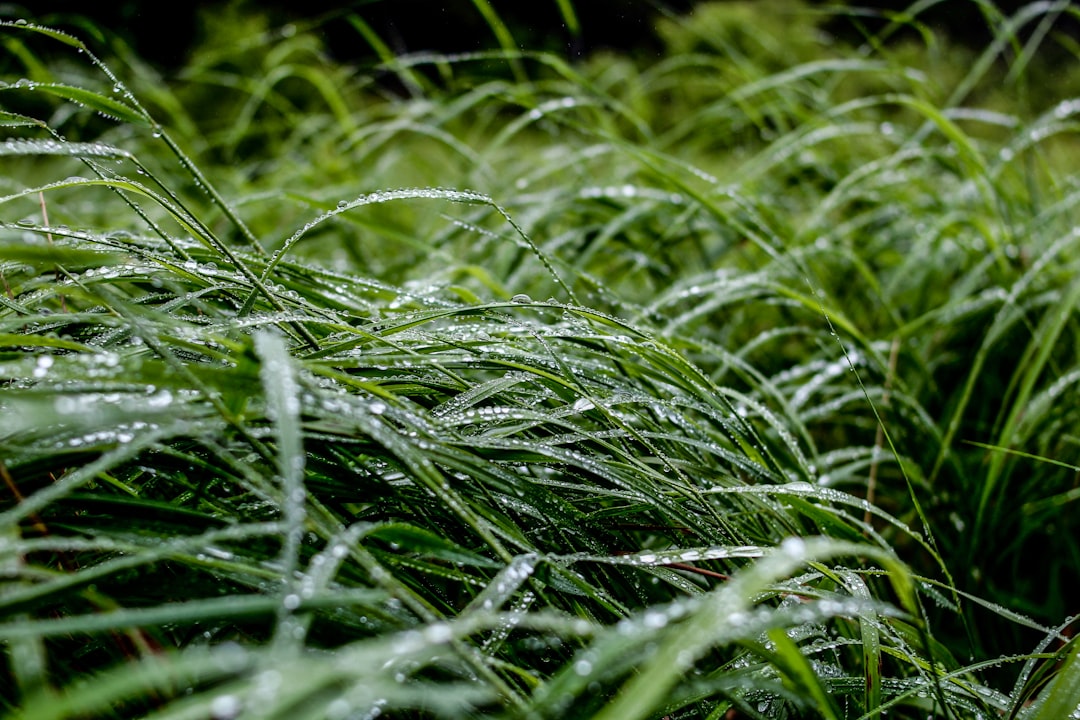 Ozone smell before rain and petrichor after rain