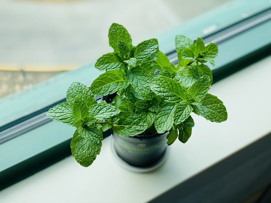 Fresh mint plant with green leaves