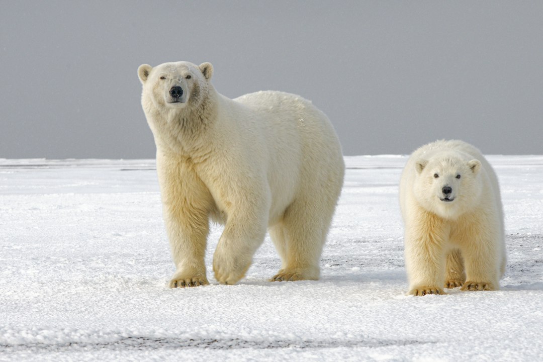 An infographic comparing the distinct geographical habitats of polar bears in the Arctic and penguins in the Antarctic, highlighting their natural separation.