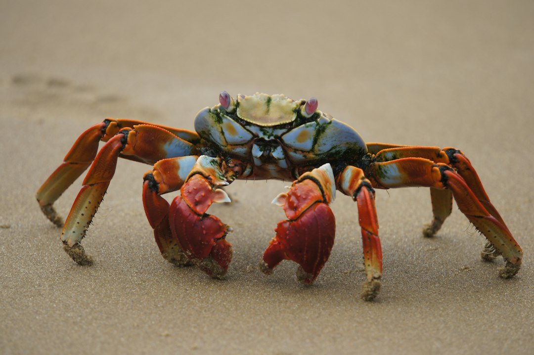 An illustration showing different decapod crustaceans undergoing carcinization, depicting the evolution from lobster-like forms to true and false crab body plans, highlighting key morphological changes.