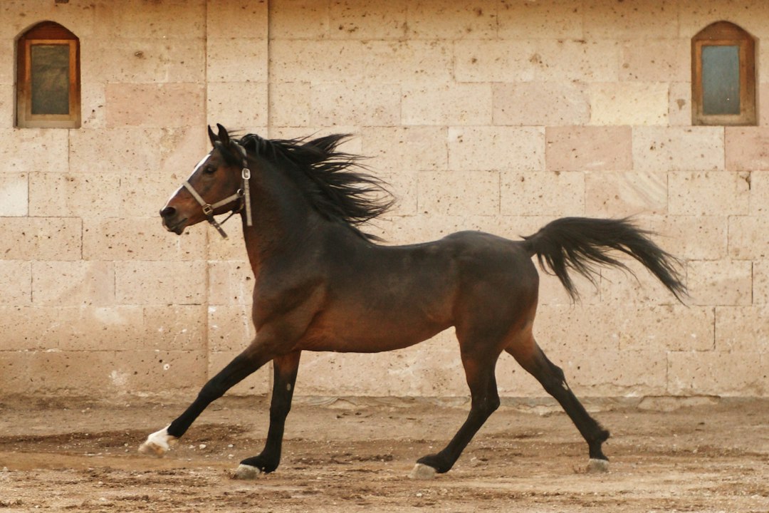 A sequence of photographs by Eadweard Muybridge showing a horse galloping, demonstrating the true leg positions when all four hooves are off the ground.